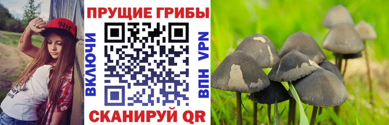 Псилоцибиновые грибы Magic Shrooms Бронницы